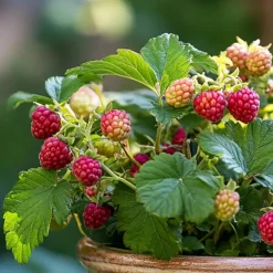 Taybessenplant - Set van 3 - Rubus 'Tayberry' - Hoogte 25-40cm - ⌀9cm