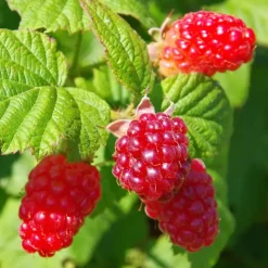 Taybessenplant - Set van 3 - Rubus 'Tayberry' - Hoogte 25-40cm - ⌀9cm