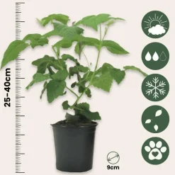 Taybessenplant - Set van 3 - Rubus 'Tayberry' - Hoogte 25-40cm - ⌀9cm