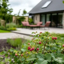 Taybessenplant - Set van 3 - Rubus 'Tayberry' - Hoogte 25-40cm - ⌀9cm