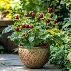 Taybessenplant - Set van 3 - Rubus 'Tayberry' - Hoogte 25-40cm - ⌀9cm