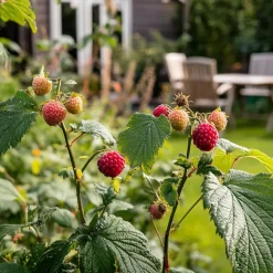 Taybessenplant - Set van 3 - Rubus 'Tayberry' - Hoogte 25-40cm - ⌀9cm