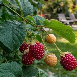 Taybessenplant - Set van 3 - Rubus 'Tayberry' - Hoogte 25-40cm - ⌀9cm