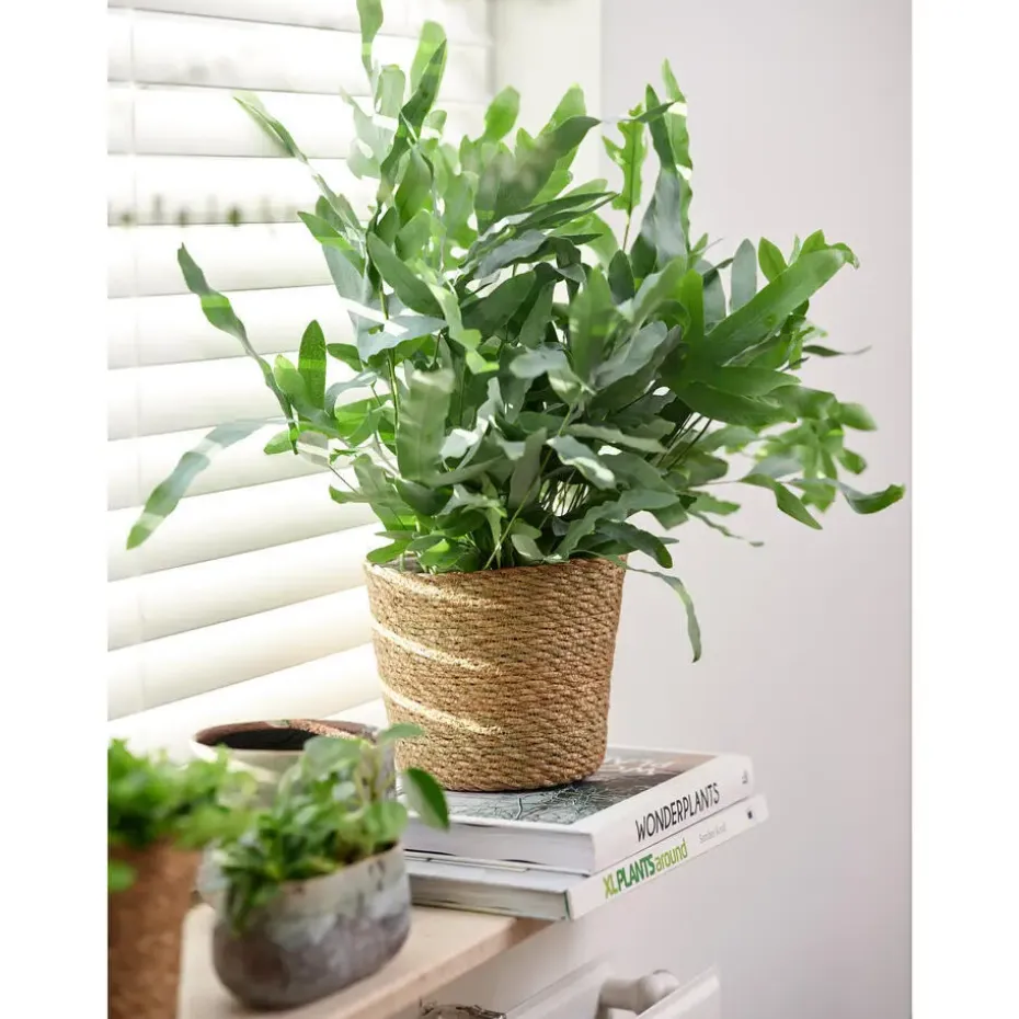 Ter Steege Plantenmand - zeegras - rotan - beige - 15 x 12 cm