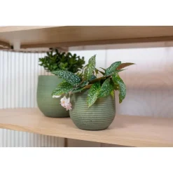 Ter Steege Plantenpot - keramiek - donkergroen - stripes -18x16cm