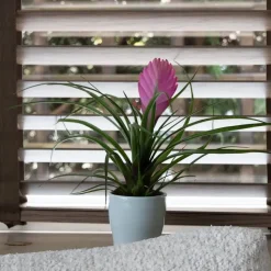 Tillandsia cyanea ‘Pastel’ – Set van 3 met pot – Hoogte 20–30cm – ø7cm