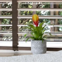 Tillandsia Vriesea 'Dorado' - Set van 3 - Hoogte 15-25cm - ø7cm