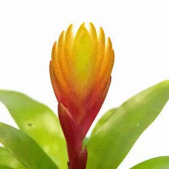 Tillandsia Vriesea 'Dorado' - Set van 3 - Hoogte 15-25cm - ø7cm