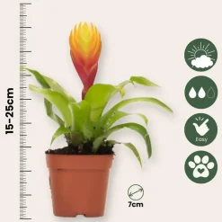 Tillandsia Vriesea 'Dorado' - Set van 3 - Hoogte 15-25cm - ø7cm