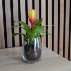 Tillandsia Vriesea 'Dorado' - Set van 3 - Hoogte 15-25cm - ø7cm