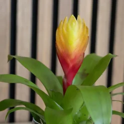 Tillandsia Vriesea 'Dorado' - Set van 3 - Hoogte 15-25cm - ø7cm