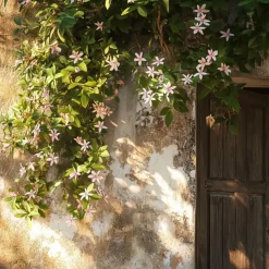 Toscaanse jasmijn - Set van 6 - Trachelospermum jasm. - Hoogte 25-40cm - ⌀9cm