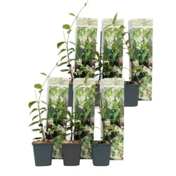 Toscaanse jasmijn - Set van 6 - Trachelospermum jasm. - Hoogte 25-40cm - ⌀9cm