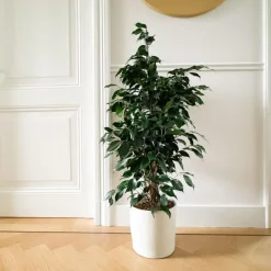 Treurvijg - Ficus benjamina 'Danielle' - Hoogte 100-110cm - ⌀21cm