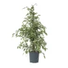 Treurvijg - Ficus Benjamina 'Twilight' - Hoogte 100-110cm - ⌀21cm