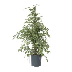 Treurvijg - Ficus Benjamina 'Twilight' - Hoogte 100-110cm - ⌀21cm