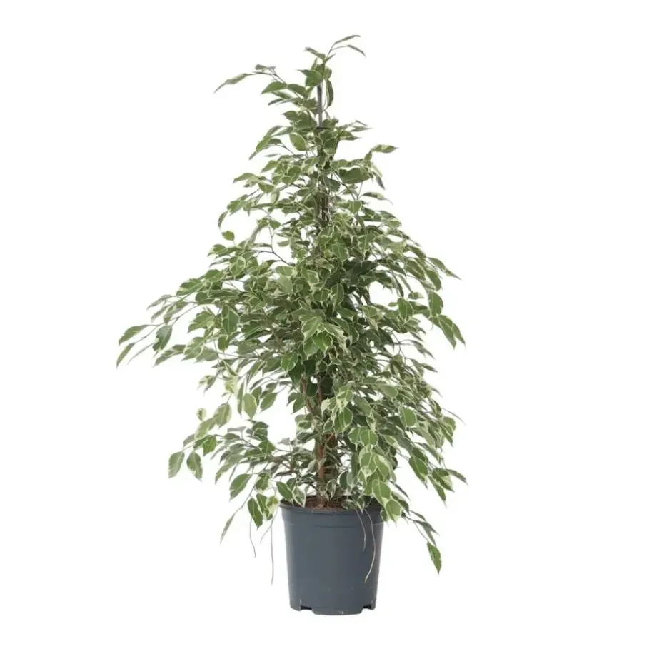 Treurvijg - Ficus Benjamina 'Twilight' - Hoogte 100-110cm - ⌀21cm