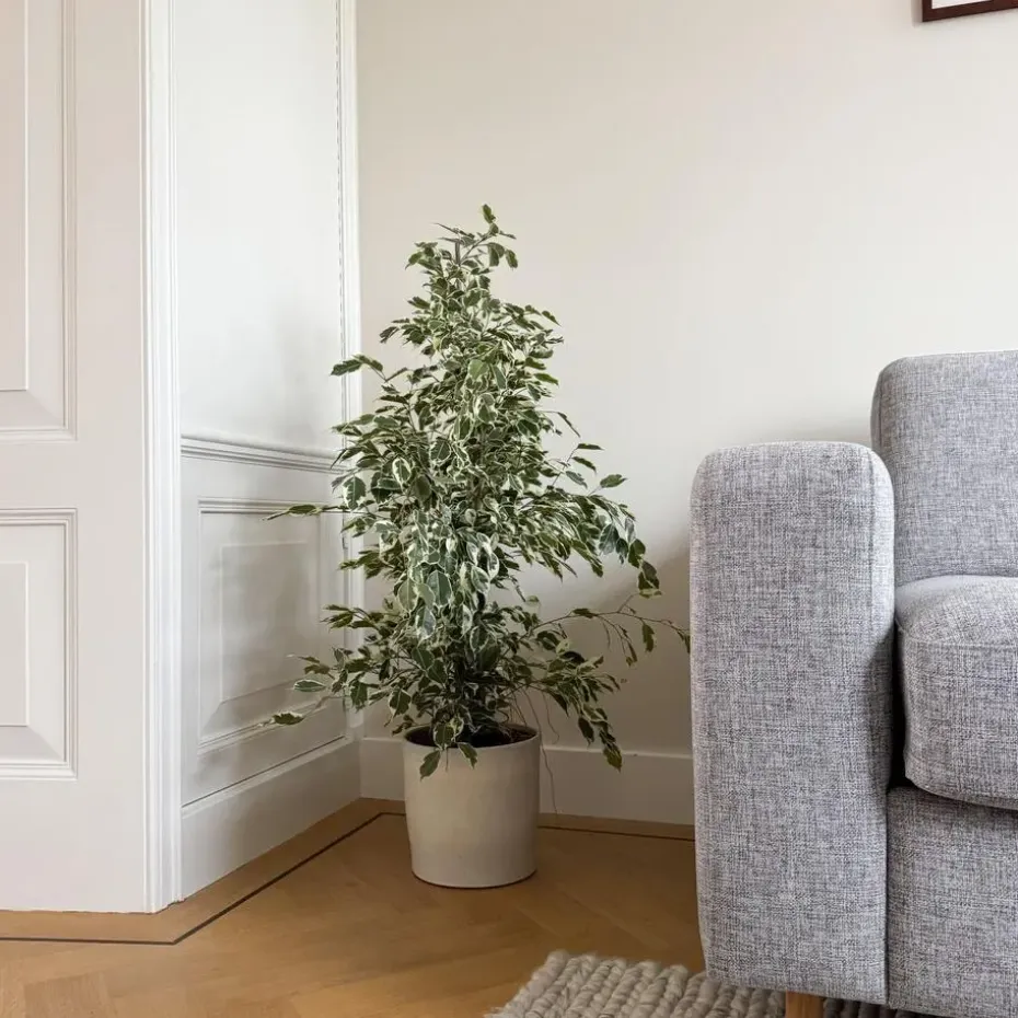 Treurvijg - Ficus Benjamina 'Twilight' - Hoogte 100-110cm - ⌀21cm