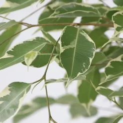 Treurvijg - Ficus Benjamina 'Twilight' - Hoogte 100-110cm - ⌀21cm