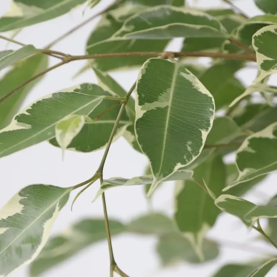 Treurvijg - Ficus Benjamina 'Twilight' - Hoogte 100-110cm - ⌀21cm