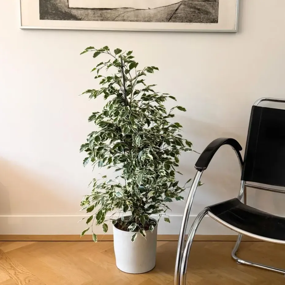Treurvijg - Ficus Benjamina 'Twilight' - Hoogte 100-110cm - ⌀21cm