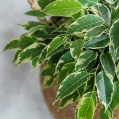 Treurvijg - Ficus Benjamina 'Twilight' - Hoogte 100-110cm - ⌀21cm
