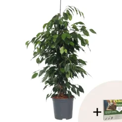 Treurvijg - Ficus benjamina 'Danielle' - Hoogte 100-110cm - ⌀21cm