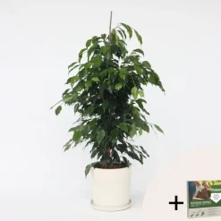 Treurvijg - Ficus benjamina 'Danielle' - Hoogte 100-110cm - ⌀21cm