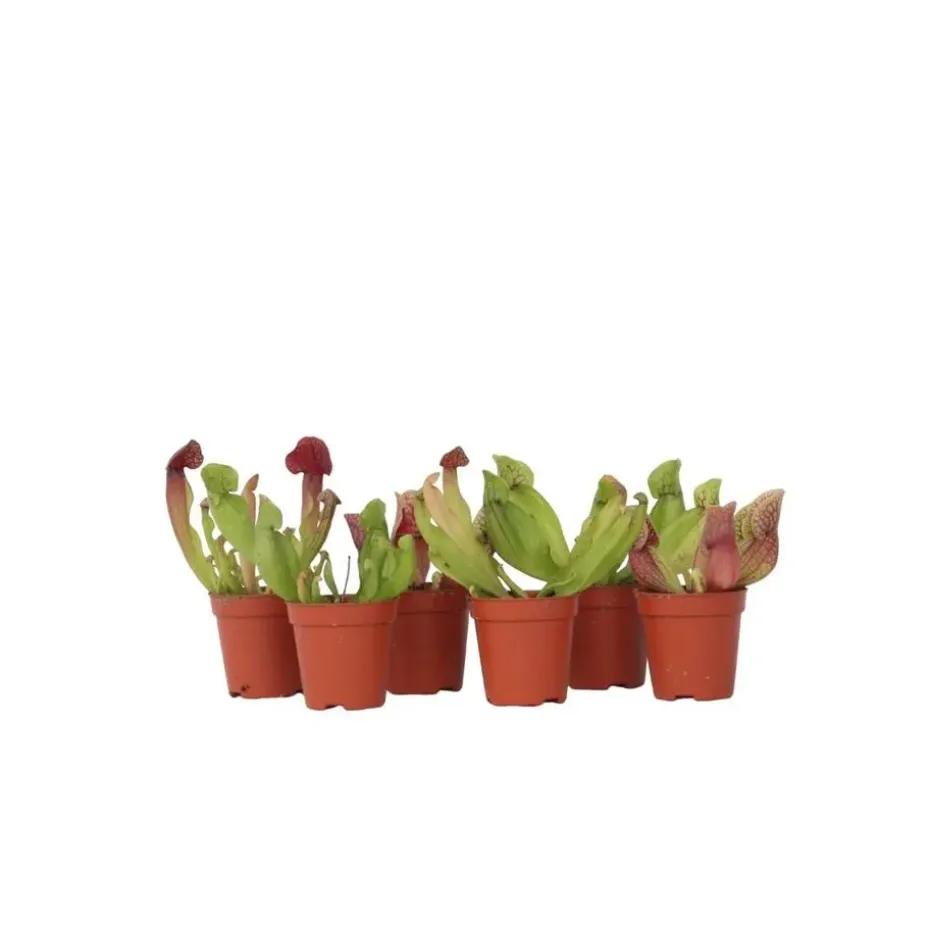Trompetbekerplant - Set van 6 - Sarracenia purpurea - Hoogte 15-20cm - ⌀5,5cm