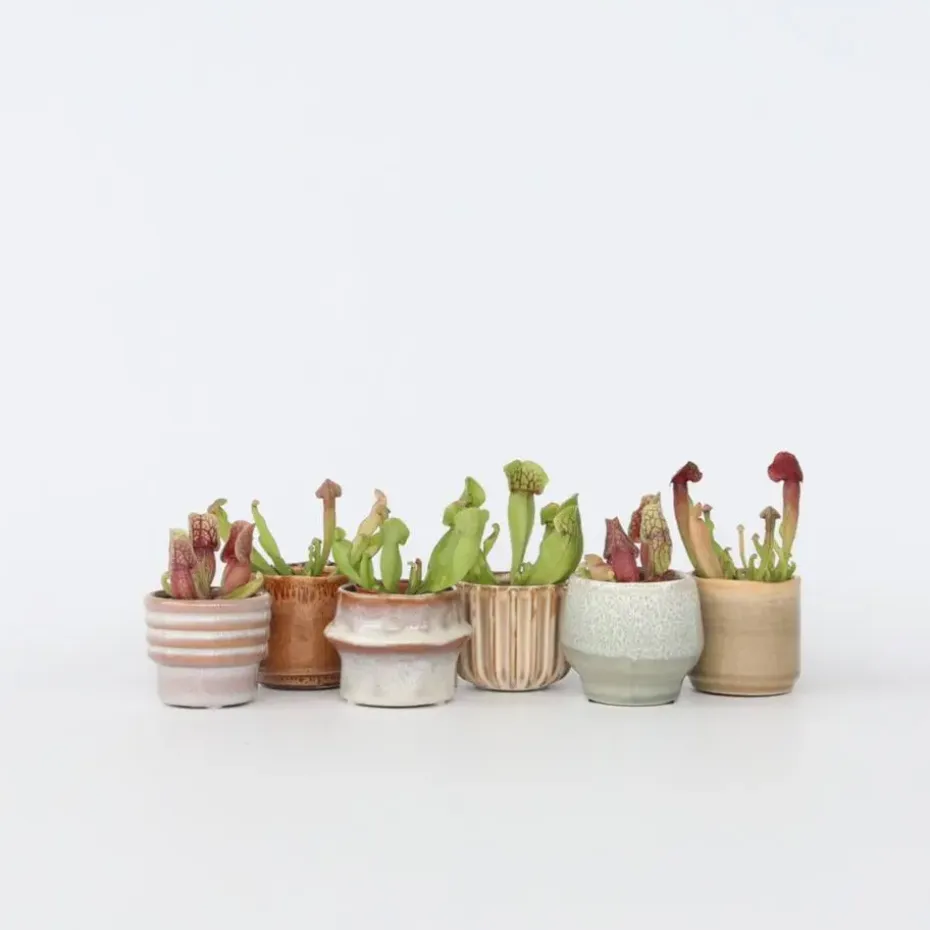Trompetbekerplant - Set van 6 - Sarracenia purpurea - Hoogte 15-20cm - ⌀5,5cm