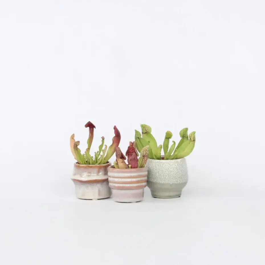 Trompetbekerplant - Set van 6 - Sarracenia purpurea - Hoogte 15-20cm - ⌀5,5cm