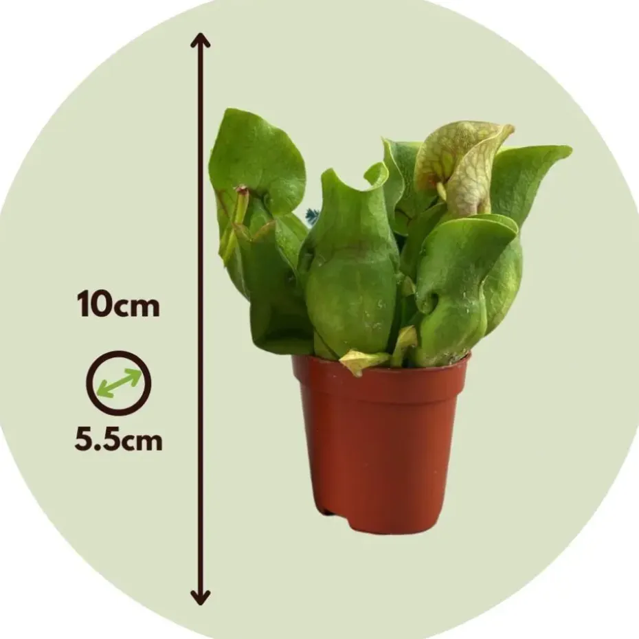 Trompetbekerplant - Set van 6 - Sarracenia purpurea - Hoogte 15-20cm - ⌀5,5cm