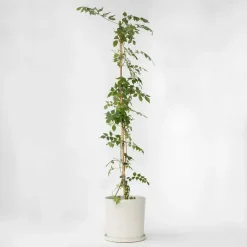 Trompetbloem - Campis radicans 'Flava' - Hoogte 110-120cm - ⌀17cm