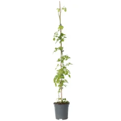 Trompetbloem - Campsis radicans - Hoogte 110-120cm - ⌀17cm