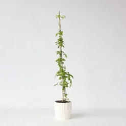 Trompetbloem - Campsis radicans - Hoogte 110-120cm - ⌀17cm