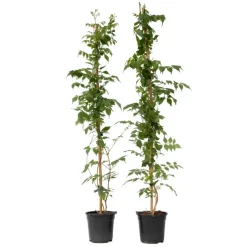 Trompetbloem - Set van 2 - Campsis 'Mme Galen' - Hoogte 110-120cm - ⌀17cm