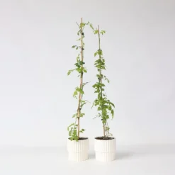 Trompetbloem - Set van 2 - Campsis radicans - Hoogte 110-120cm - ⌀17cm