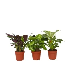 Tropische kamerplanten - Set van 3 - Hoogte 25-40cm - ⌀12cm