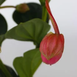 Trosbloem - Medinilla magnifica - Hoogte 40-50cm - ⌀14cm