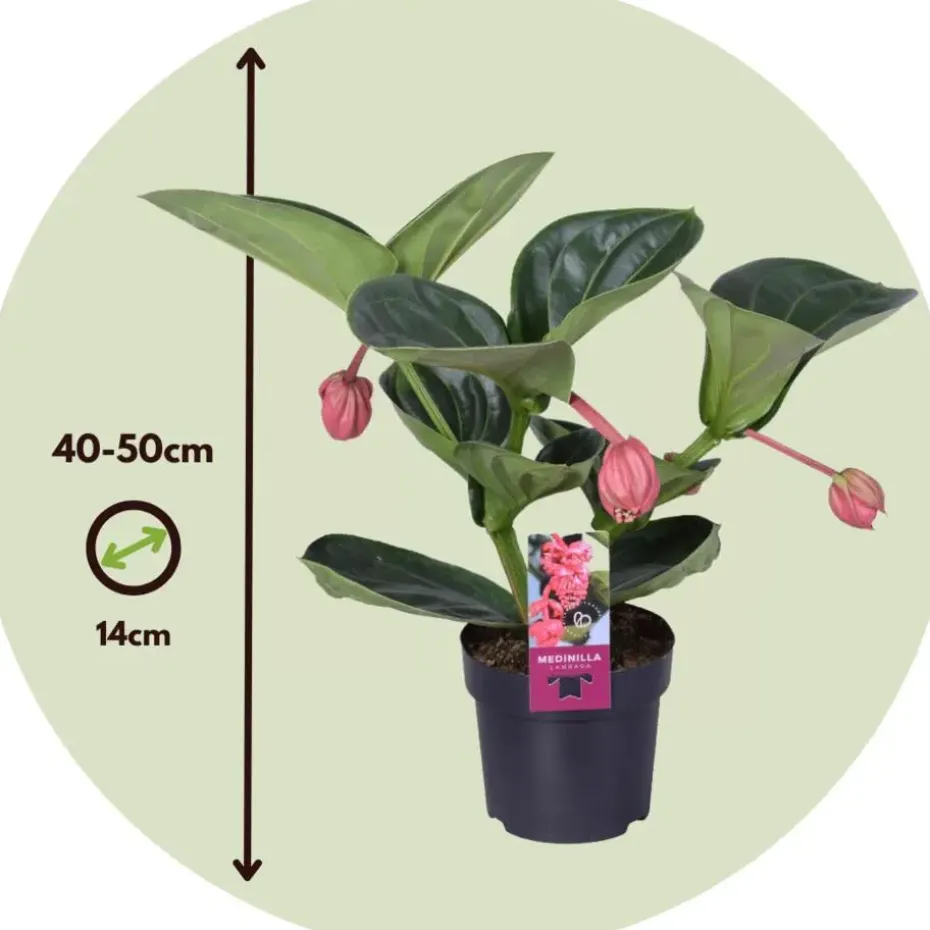 Trosbloem - Medinilla magnifica - Hoogte 40-50cm - ⌀14cm