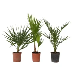 Tuinpalm - Set van 3 - Phoenix Chamaerops Washingtonia - Hoogte 50-70cm - ⌀15cm