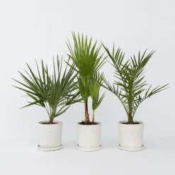 Tuinpalm - Set van 3 - Phoenix Chamaerops Washingtonia - Hoogte 50-70cm - ⌀15cm