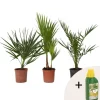 Tuinpalmen met plantenvoeding - Set van 3 - Hoogte 50-70cm - ⌀15cm