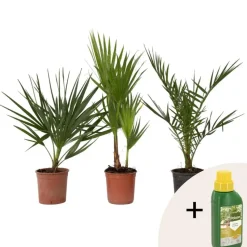 Tuinpalmen met plantenvoeding - Set van 3 - Hoogte 50-70cm - ⌀15cm