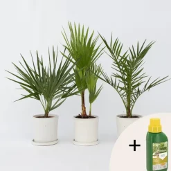Tuinpalmen met plantenvoeding - Set van 3 - Hoogte 50-70cm - ⌀15cm