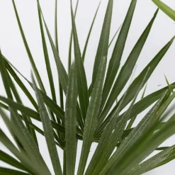 Tuinpalmen met plantenvoeding - Set van 3 - Hoogte 50-70cm - ⌀15cm