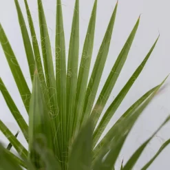 Tuinpalmen met plantenvoeding - Set van 3 - Hoogte 50-70cm - ⌀15cm