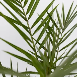 Tuinpalmen met plantenvoeding - Set van 3 - Hoogte 50-70cm - ⌀15cm