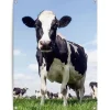 Tuinposter Dutch Cow - 80 x 60cm - Groen