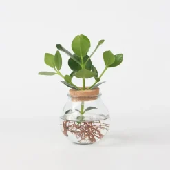 Varkensboom - Clusia rosea 'Princess' - Hoogte 25-35cm - ⌀20cm